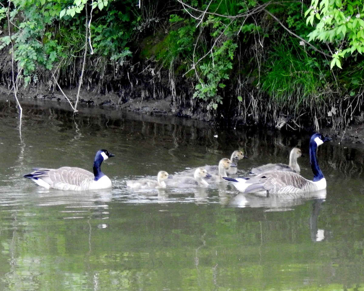 Canada Goose - ML161642561