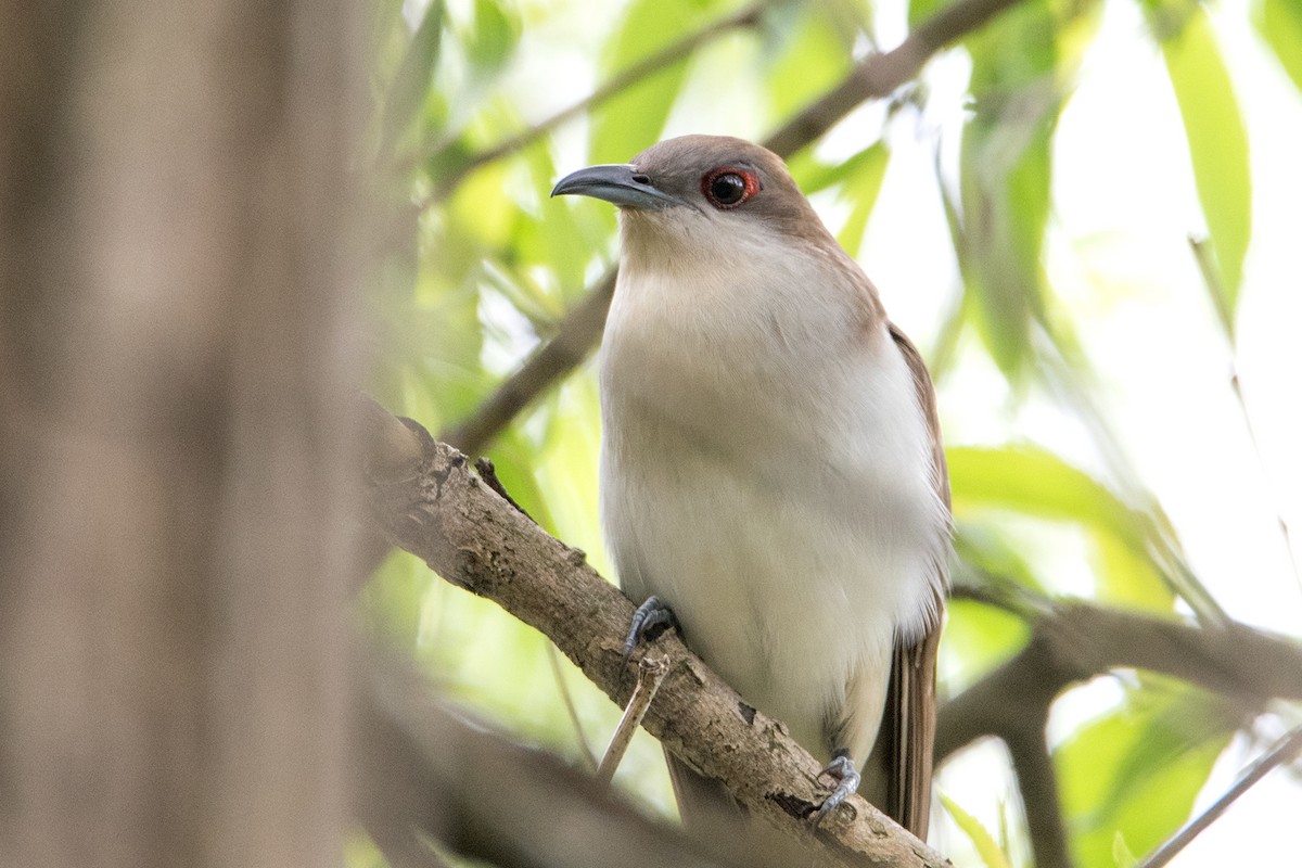 Black-billed Cuckoo - Sue Barth