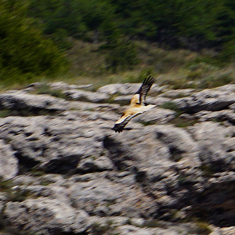 Egyptian Vulture - ML161646721