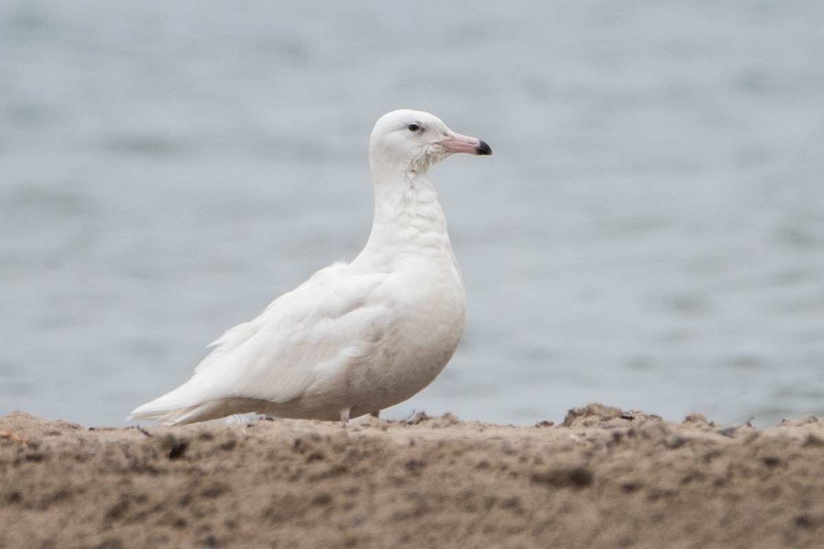 Glaucous Gull - Sue Barth