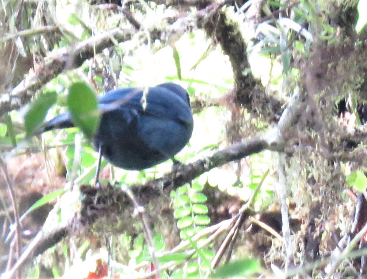 Black-throated Jay - ML161648271