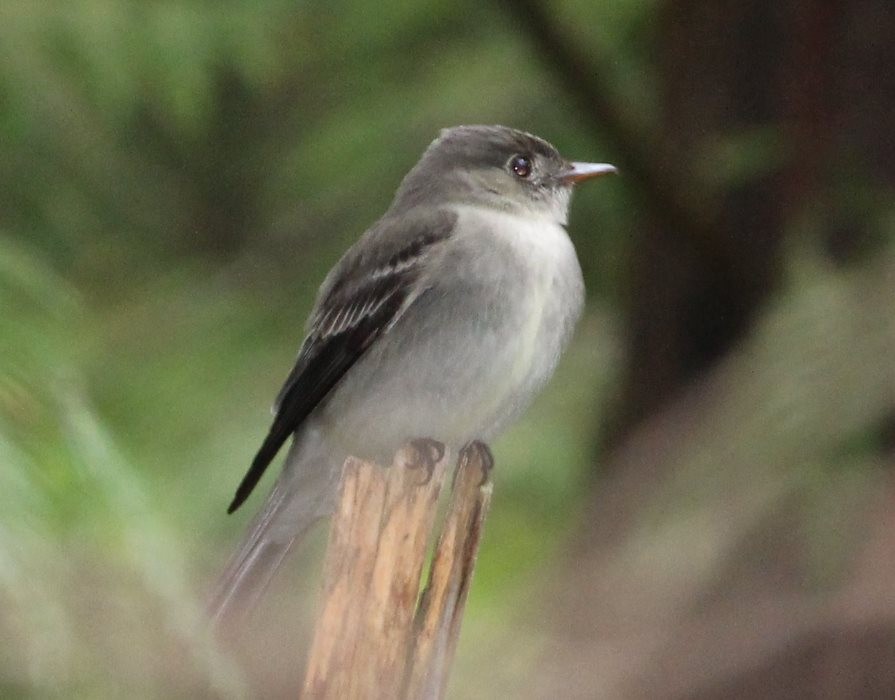 Eastern Wood-Pewee - Burke Korol