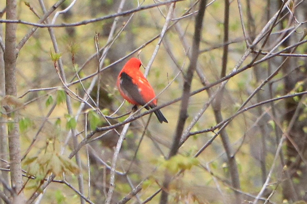 Scarlet Tanager - ML161648521