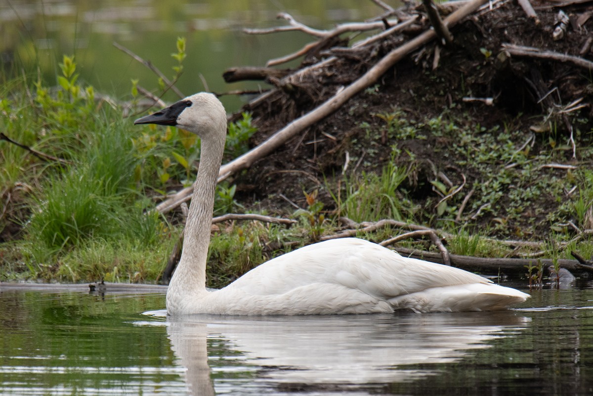 Cygne trompette - ML161649951