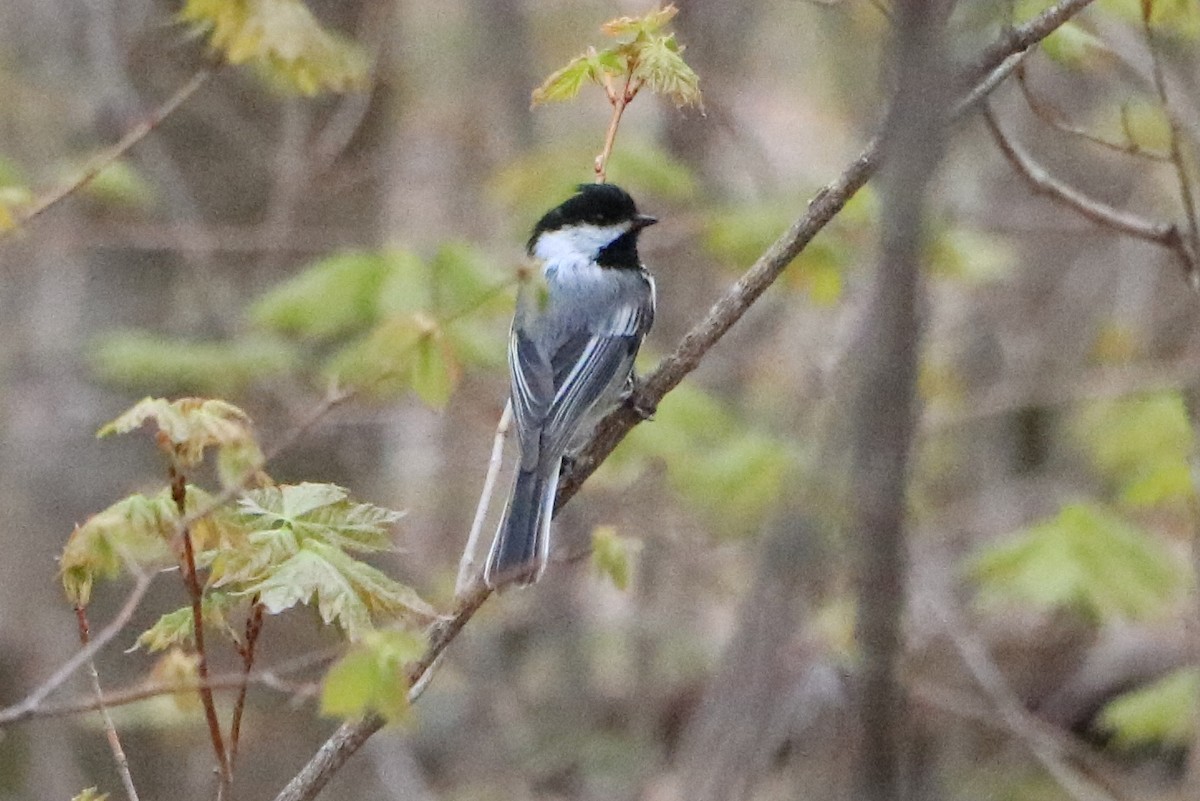 Black-capped Chickadee - ML161650411