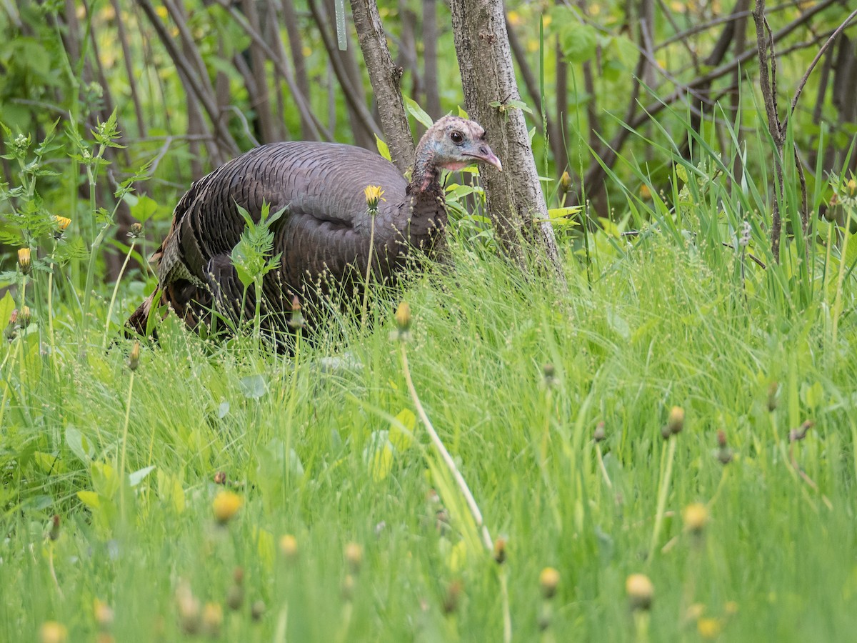 Wild Turkey - Danielle  A