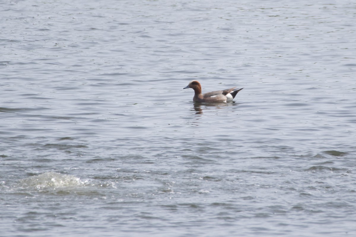 Eurasian Wigeon - ML161650801