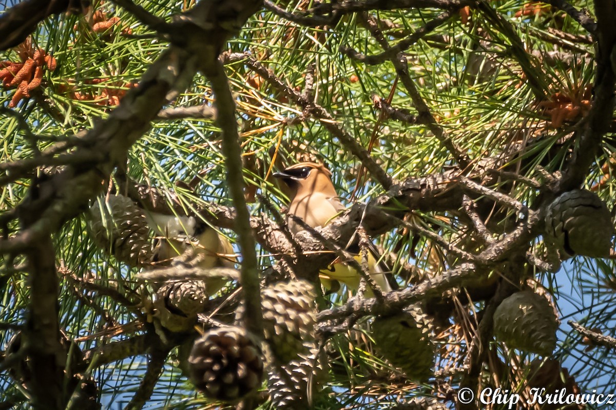 Cedar Waxwing - ML161650851