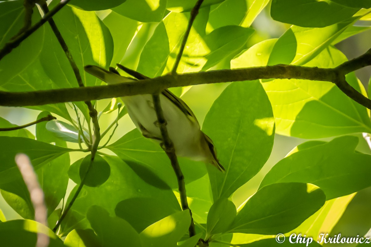 Red-eyed Vireo - ML161650861