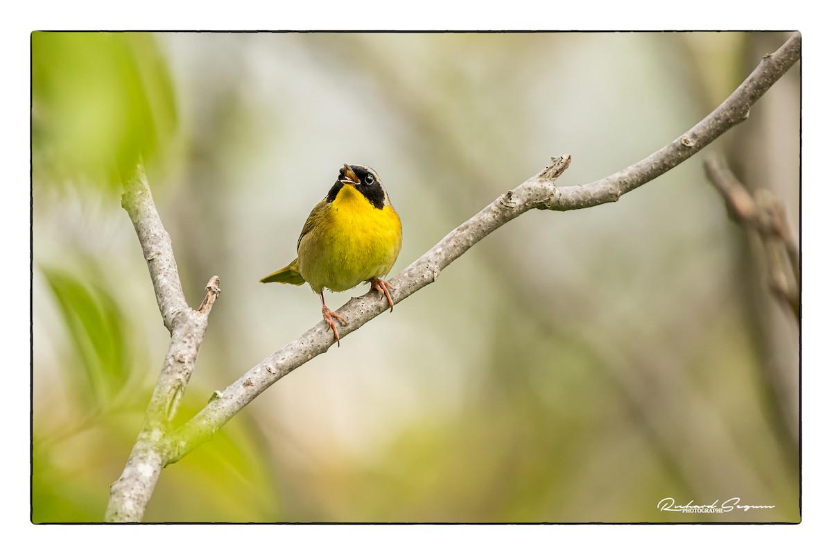 Common Yellowthroat - Richard Seguin