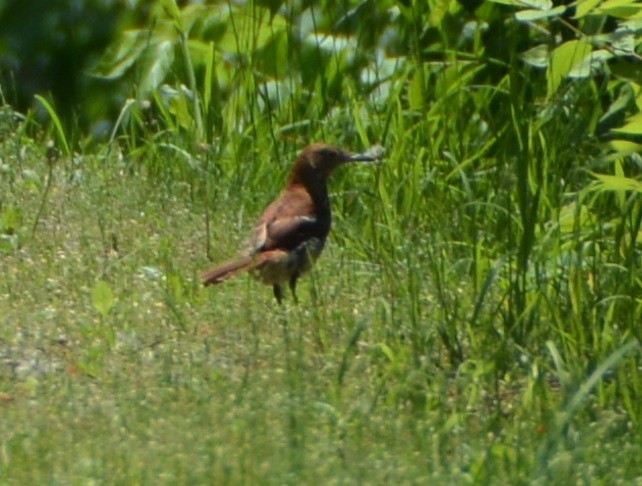 Brown Thrasher - ML161656151
