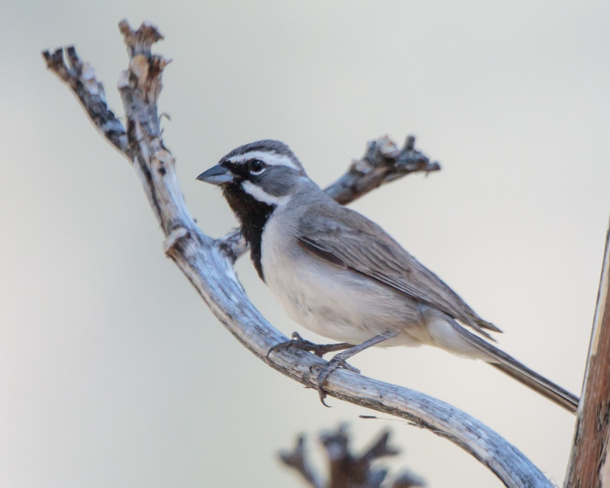 Black-throated Sparrow - Jeff Stacey