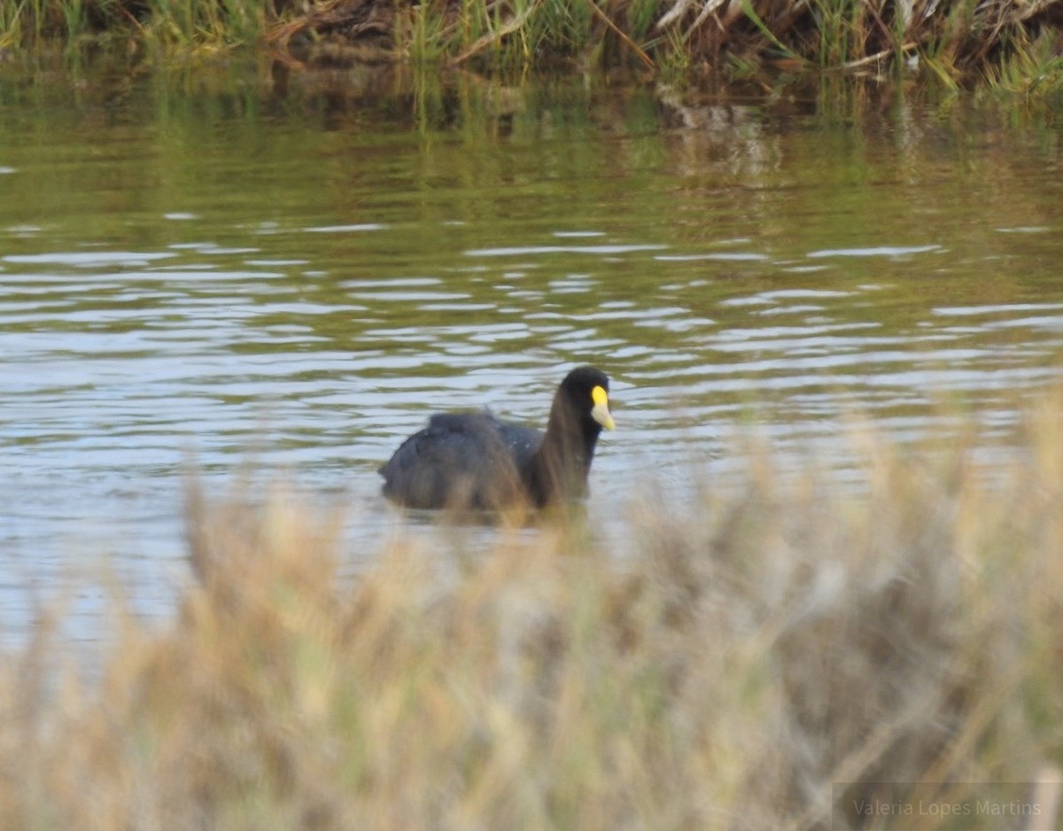 White-winged Coot - ML161659621