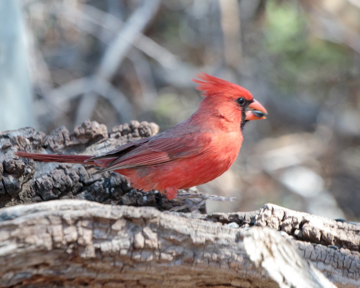 Northern Cardinal - ML161659631