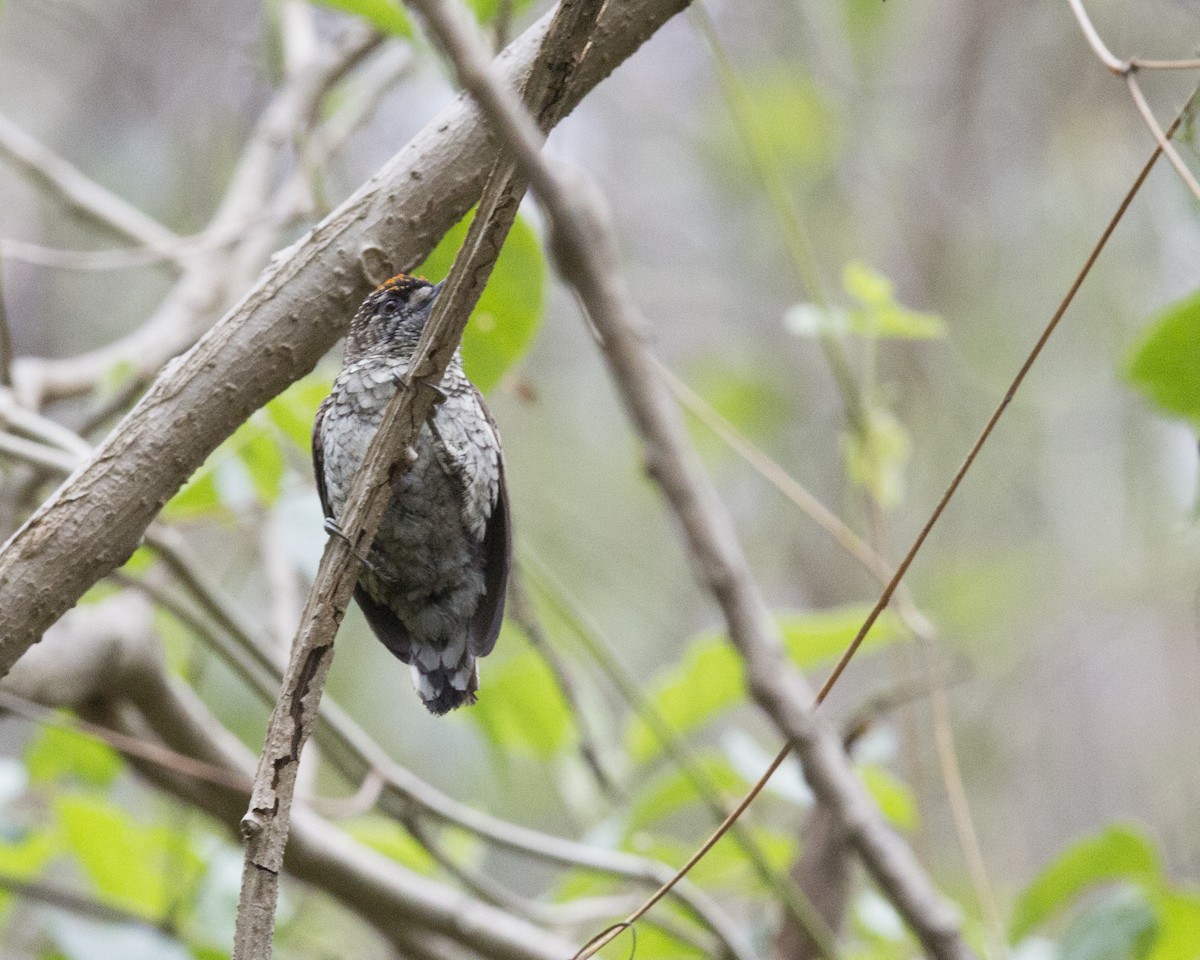 Scaled Piculet - ML161659831