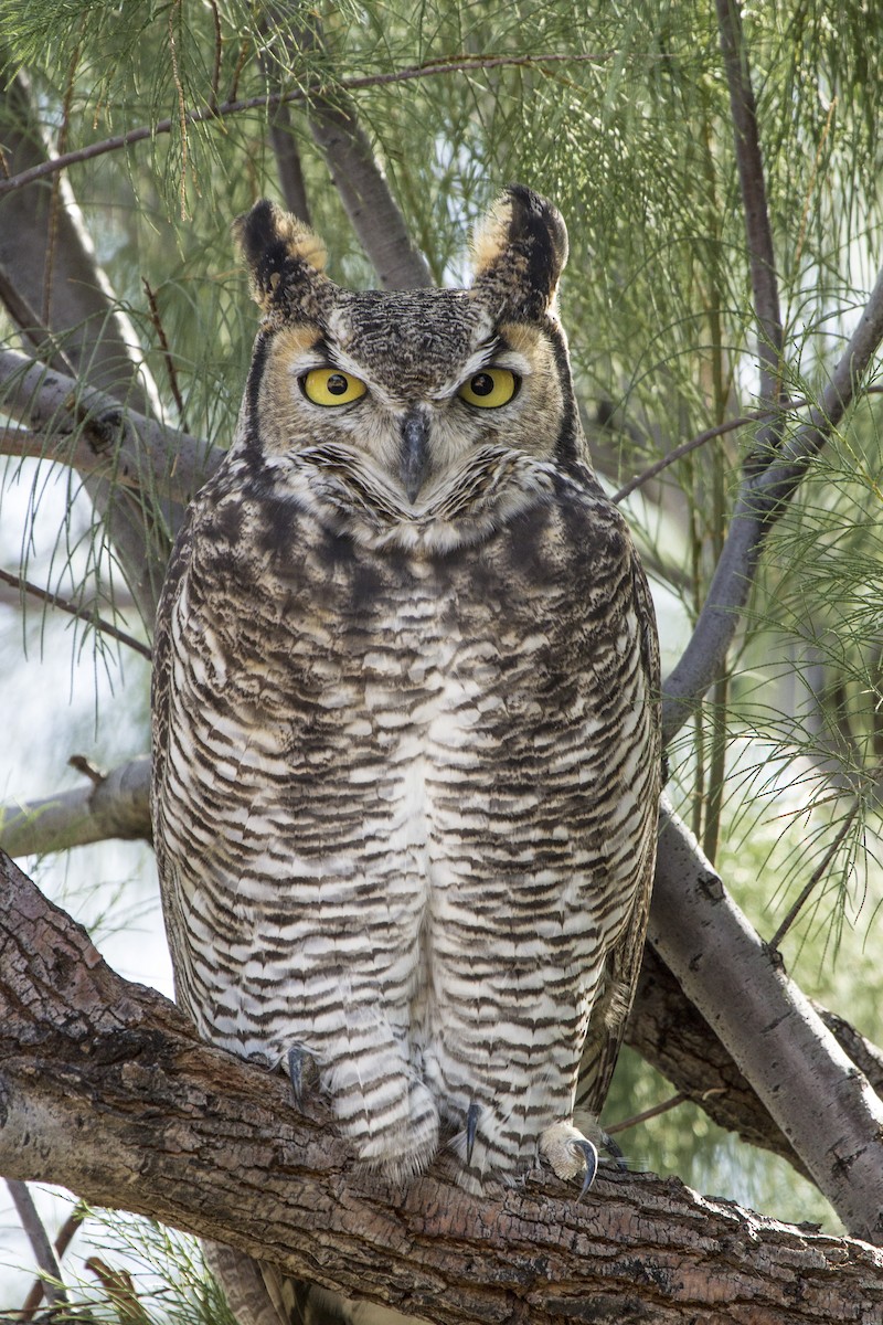 Great Horned Owl - Jan Allen