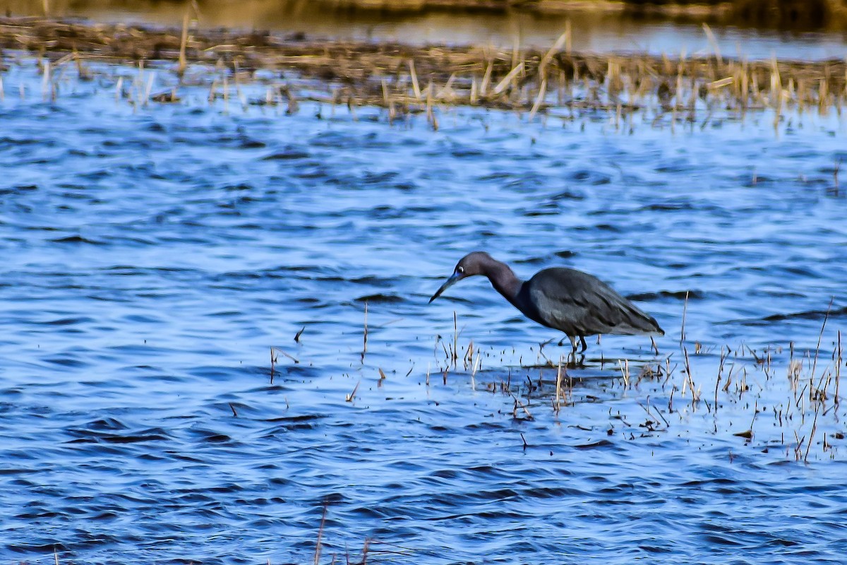 Little Blue Heron - ML161661451