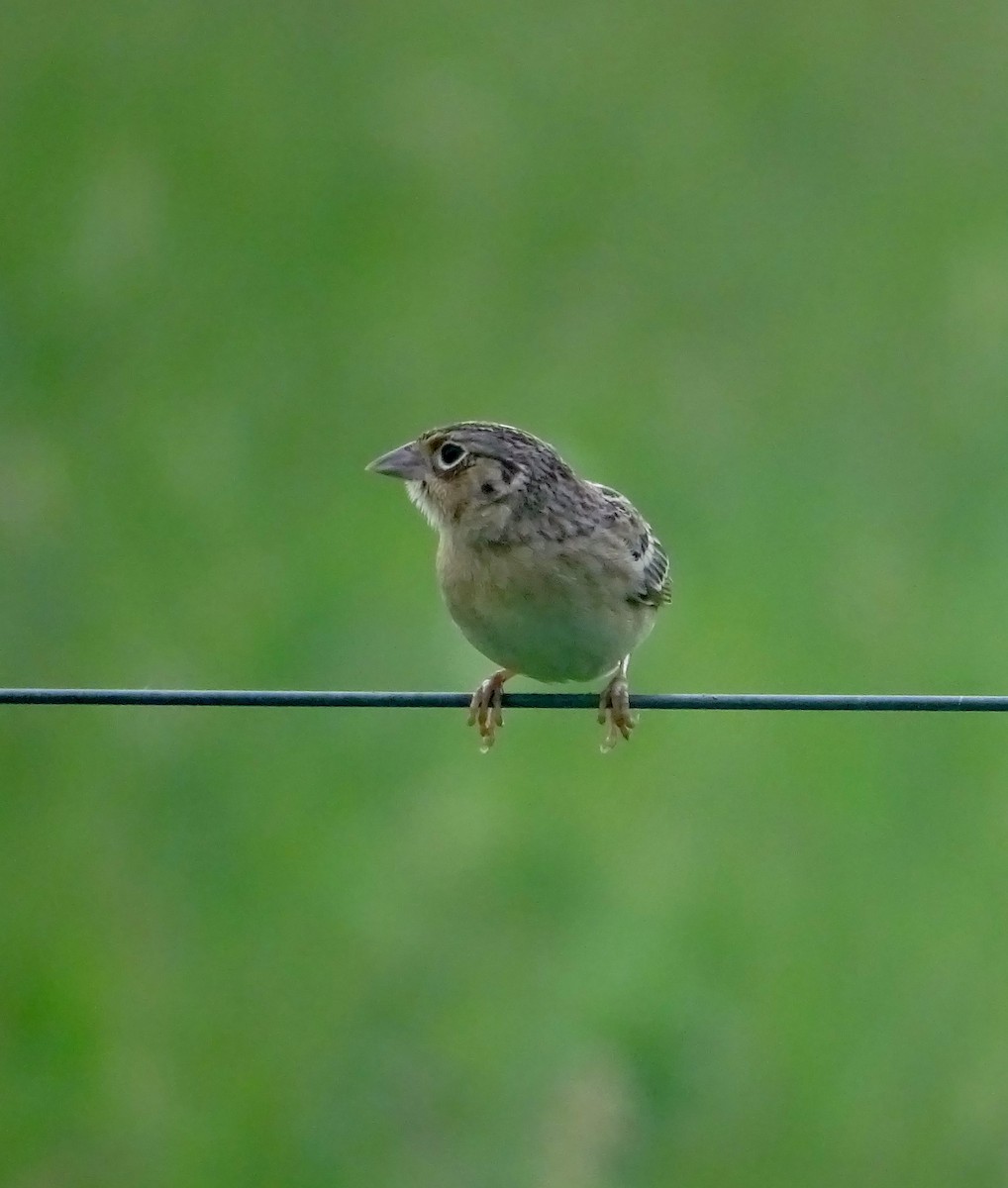 Grasshopper Sparrow - ML161661491