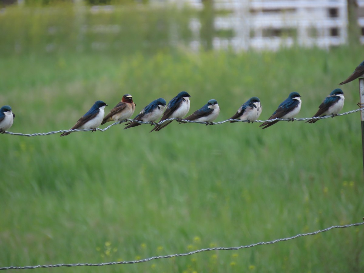 Cliff Swallow - ML161661901