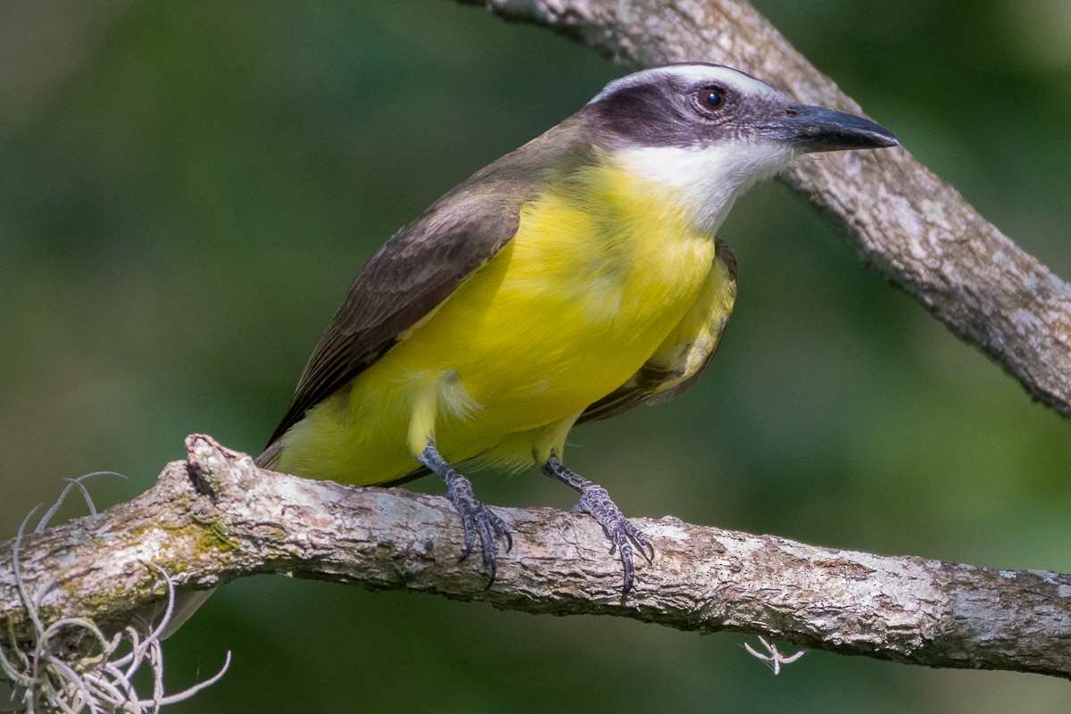 Boat-billed Flycatcher - ML161662321