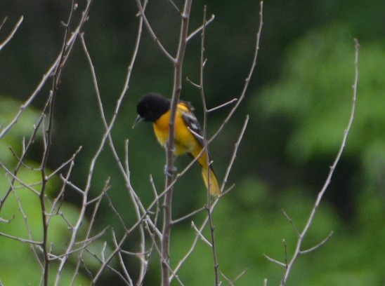 Baltimore Oriole - ML161665031