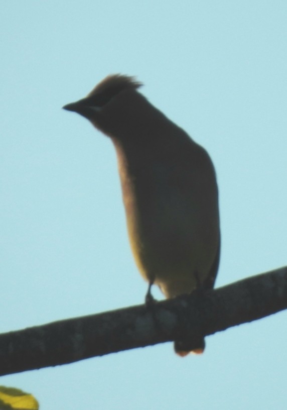 Cedar Waxwing - ML161665261