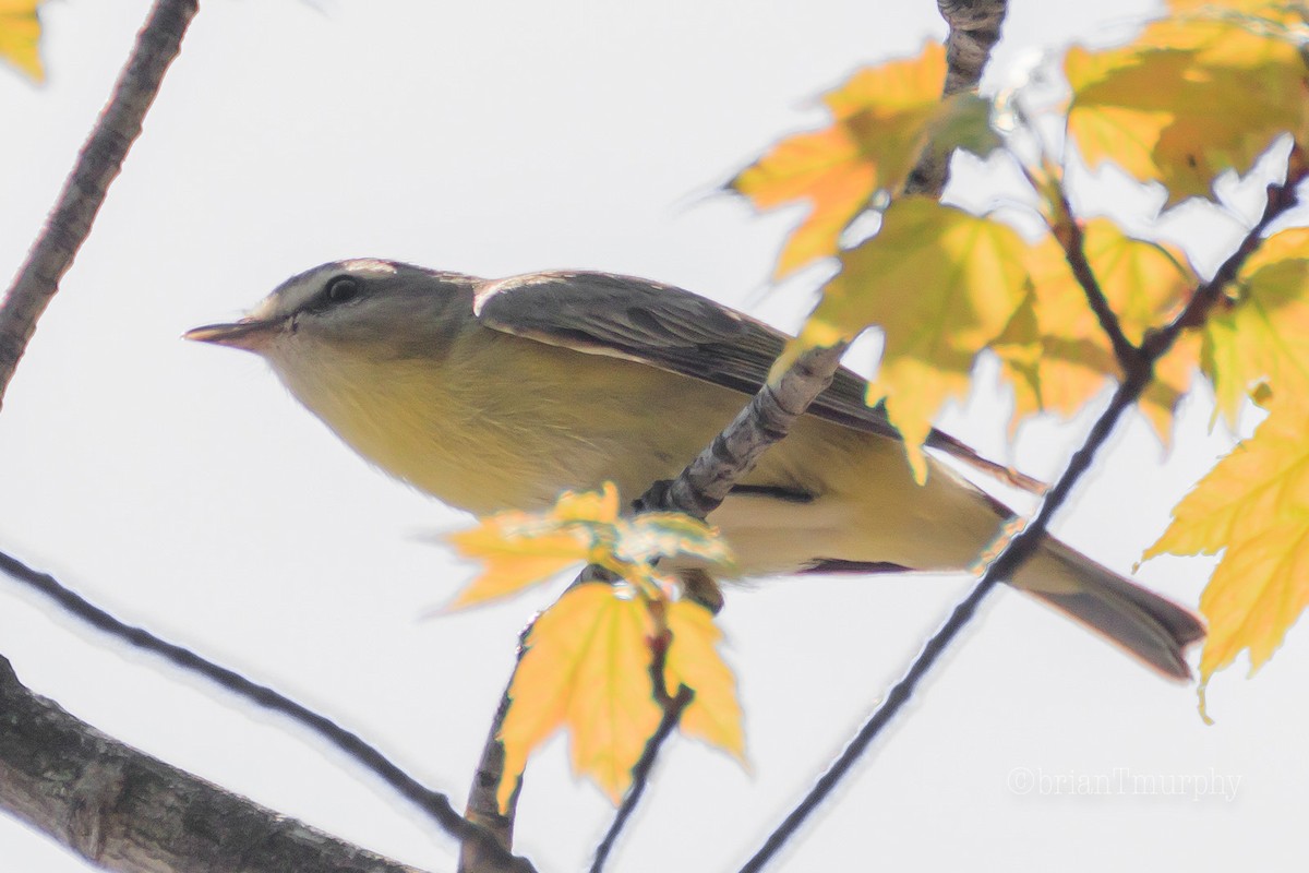 Philadelphia Vireo - Brian Murphy