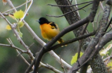 Baltimore Oriole - ML161666491