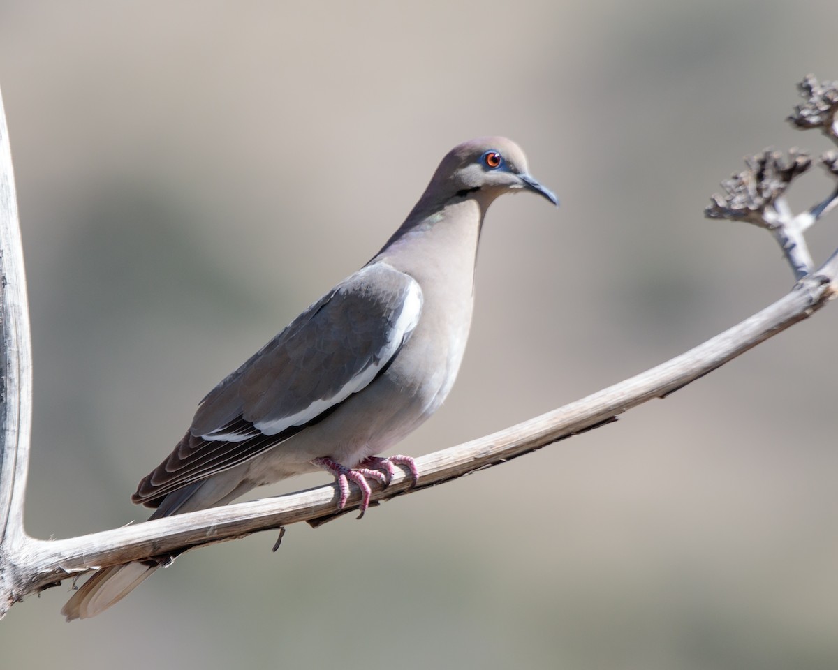 White-winged Dove - ML161667131