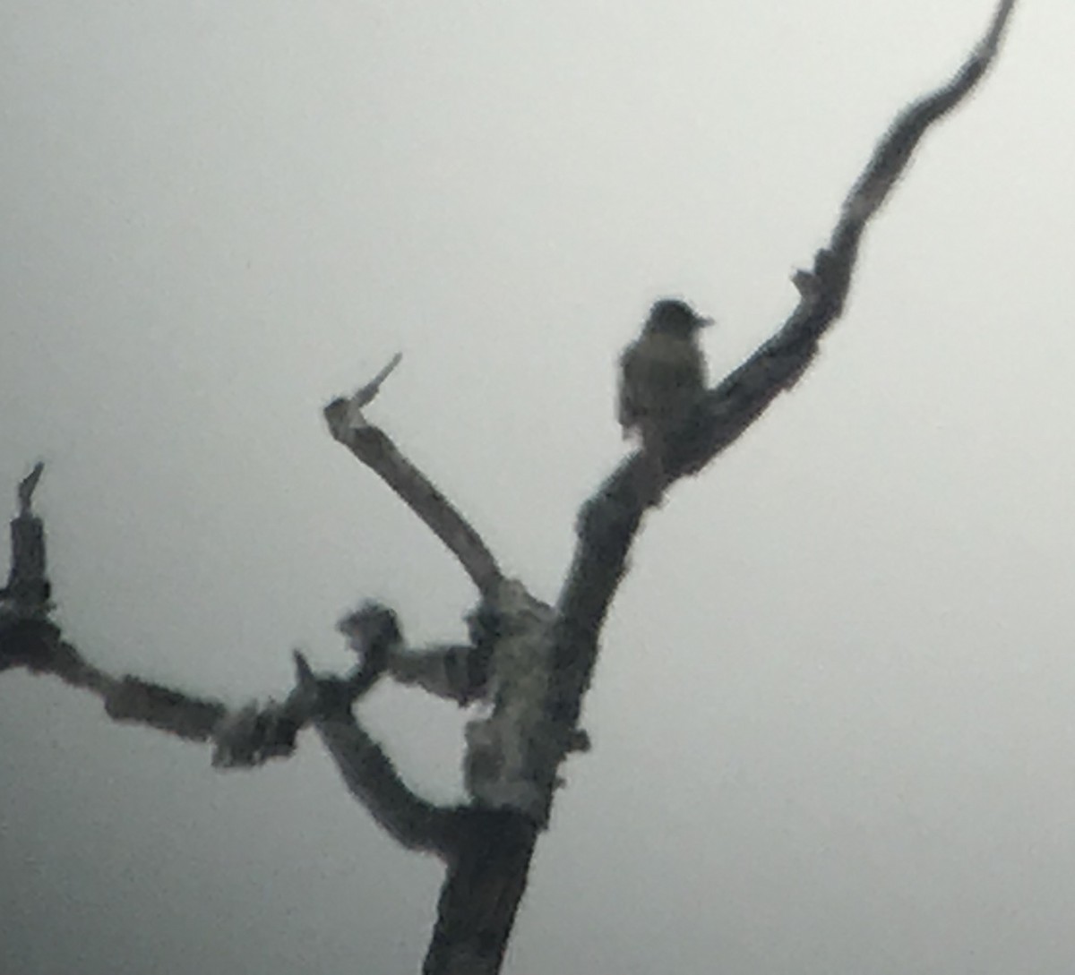 Olive-sided Flycatcher - ML161667641