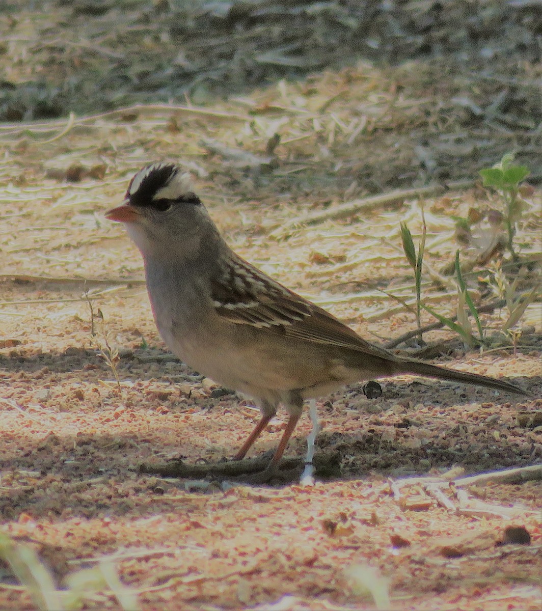 White-crowned Sparrow (Dark-lored) - ML161667831