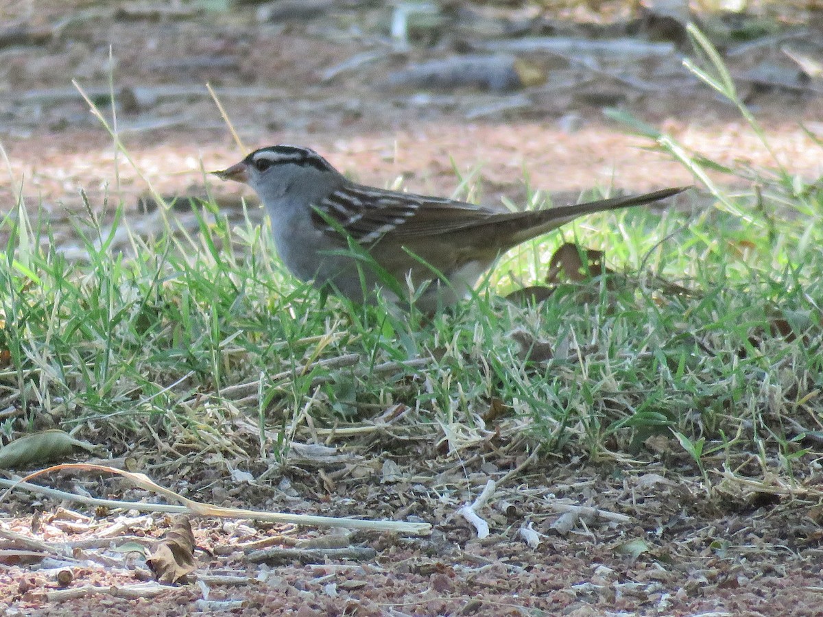 White-crowned Sparrow (Dark-lored) - ML161667841
