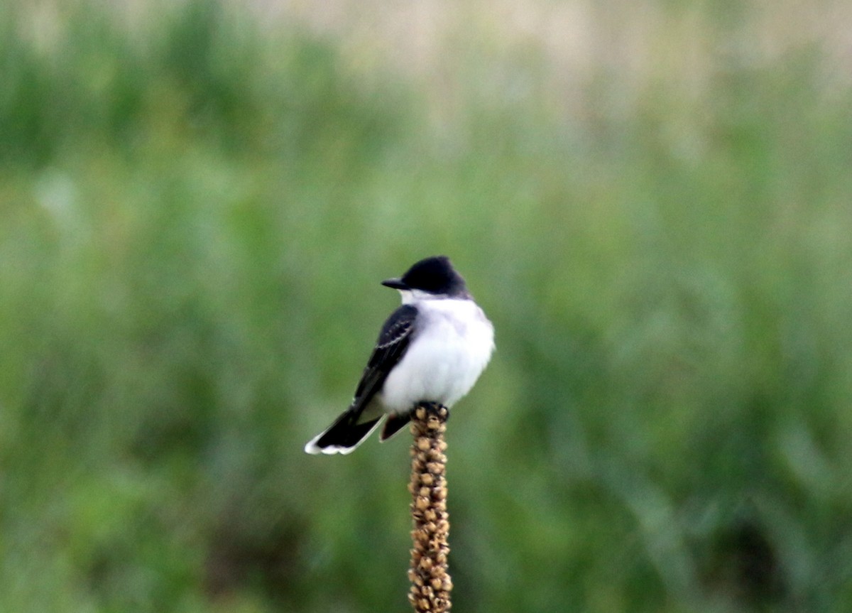 Eastern Kingbird - ML161669891