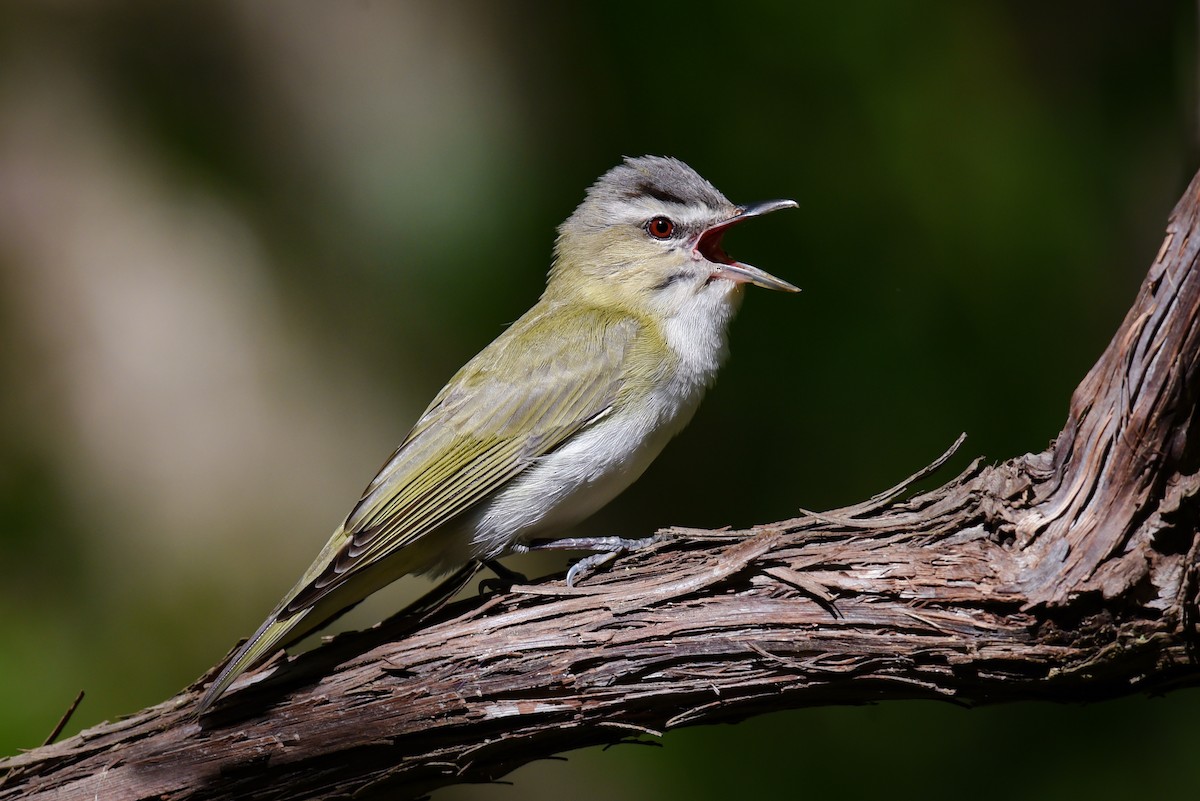 Red-eyed Vireo - ML161670321