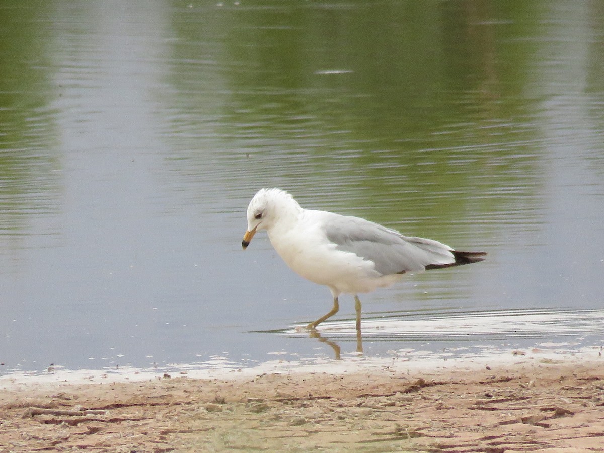 שחף עקוד-מקור - ML161670561