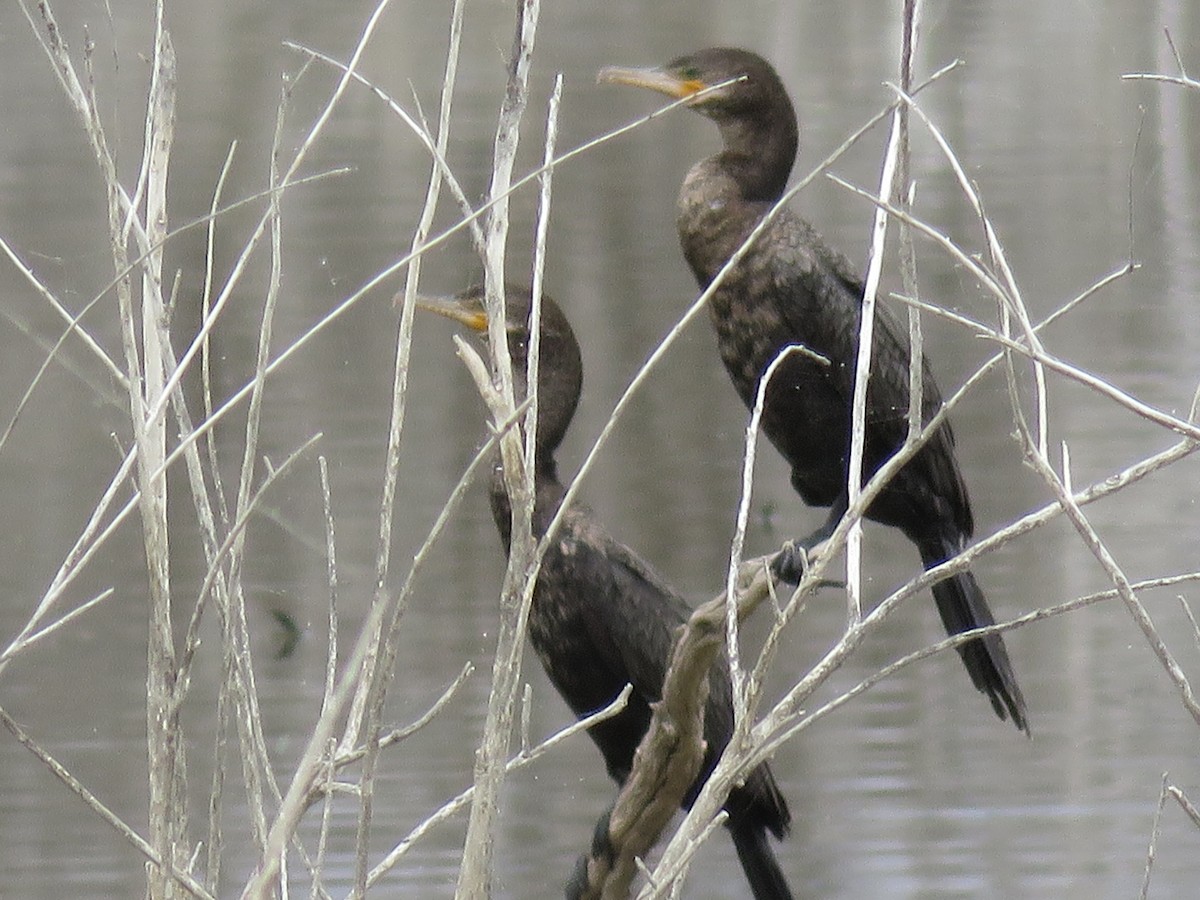 Neotropic Cormorant - ML161670701