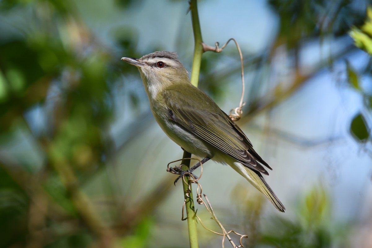 Red-eyed Vireo - ML161670751