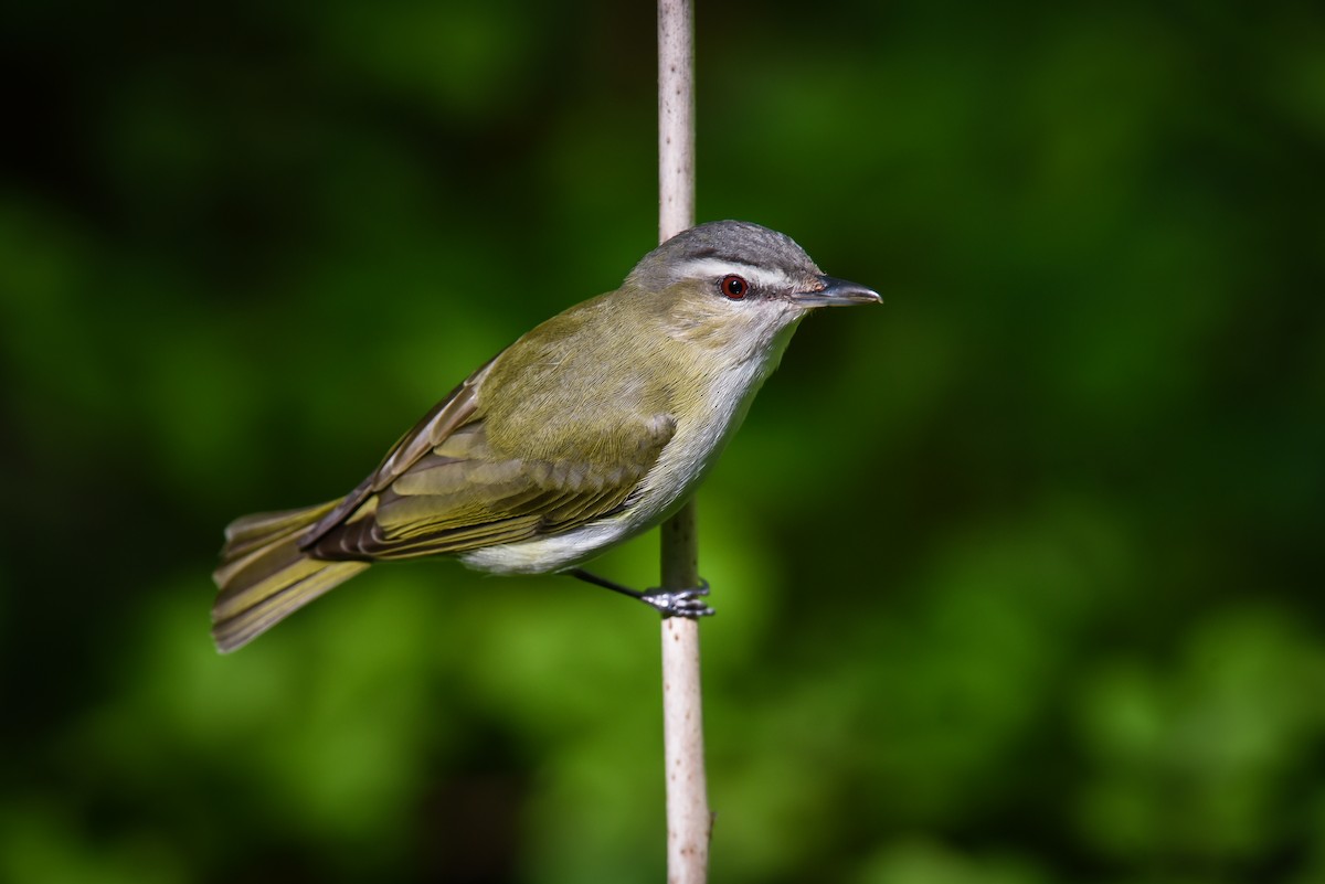 Kızıl Gözlü Vireo - ML161670801