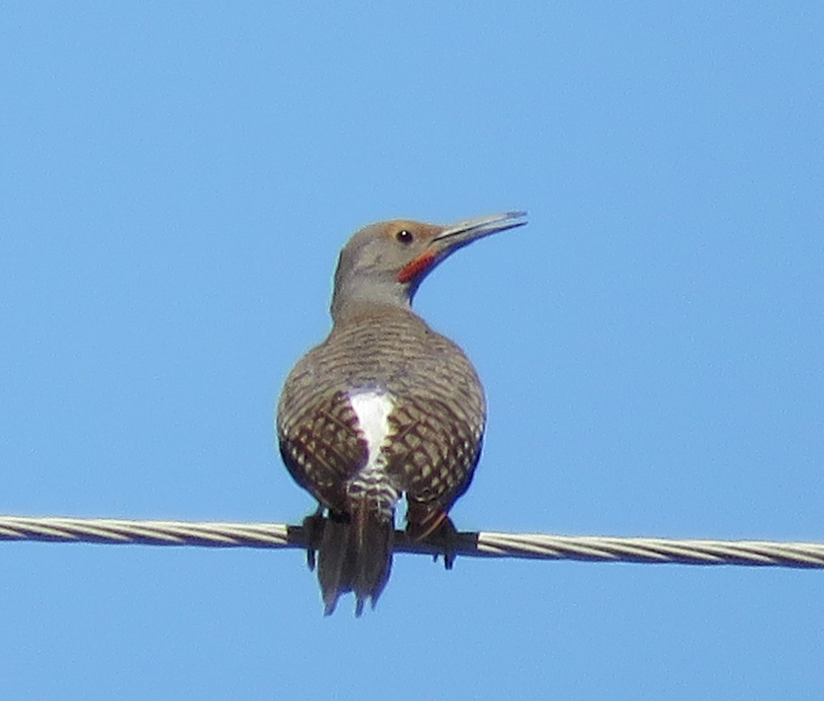 Northern Flicker (Red-shafted) - ML161671601