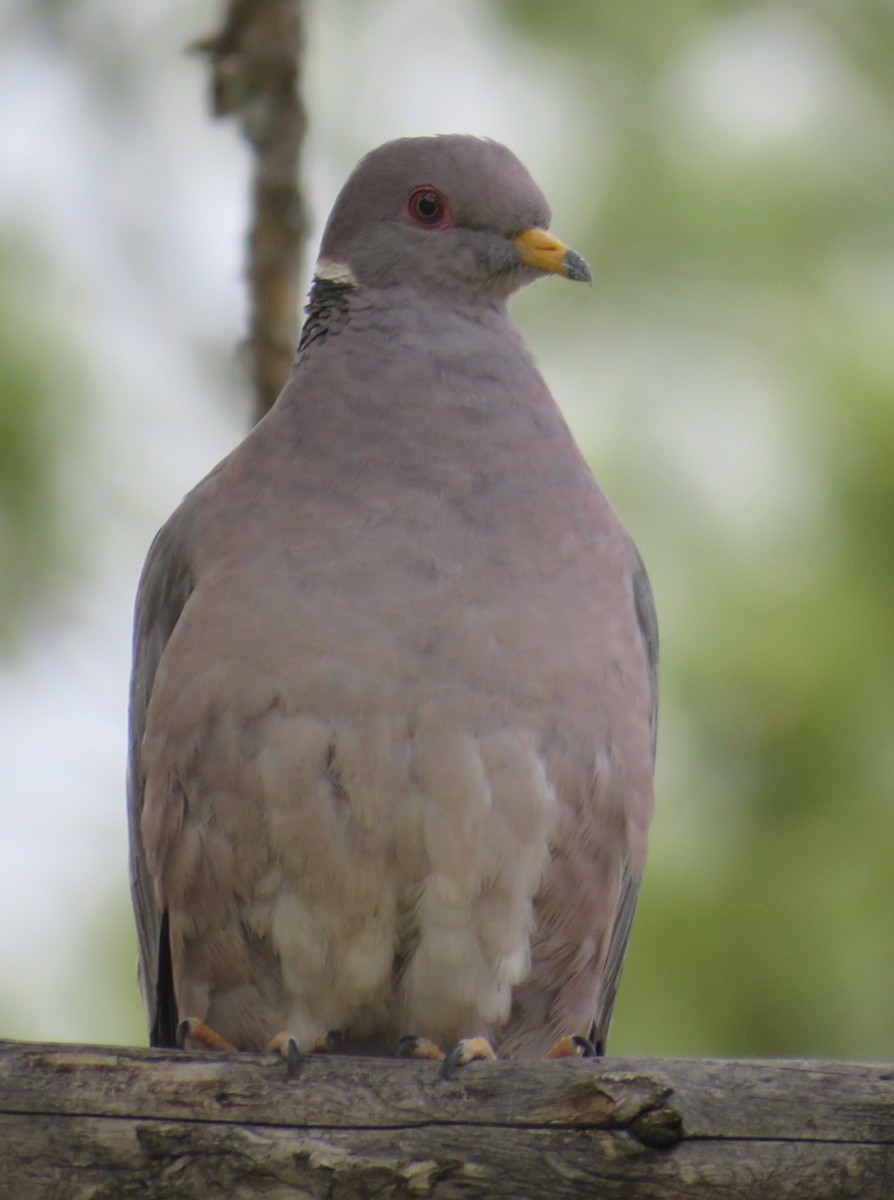 Pigeon à queue barrée - ML161671711