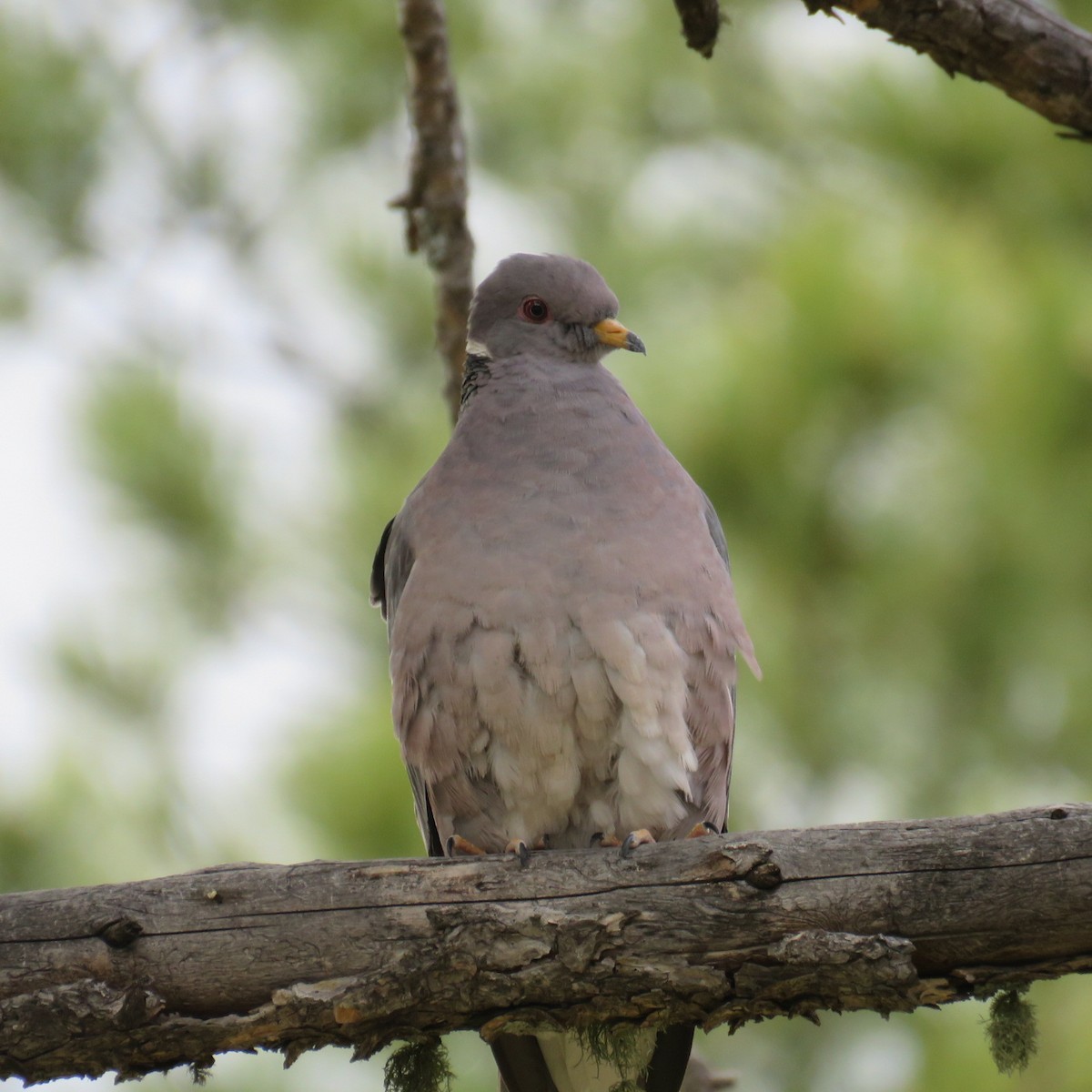 Band-tailed Pigeon - Laura Wilson