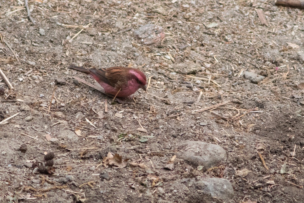 Pink-browed Rosefinch - ML161677671