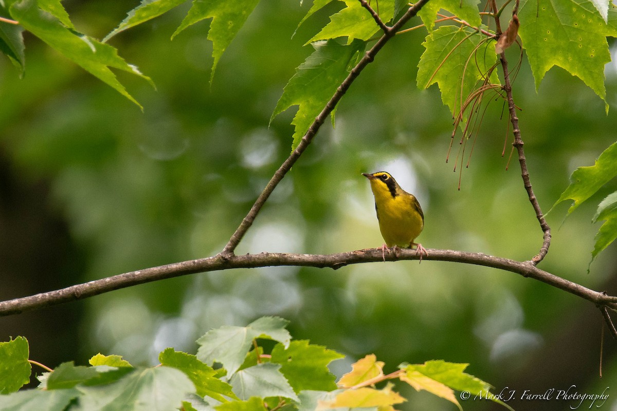 Kentucky Warbler - ML161680211