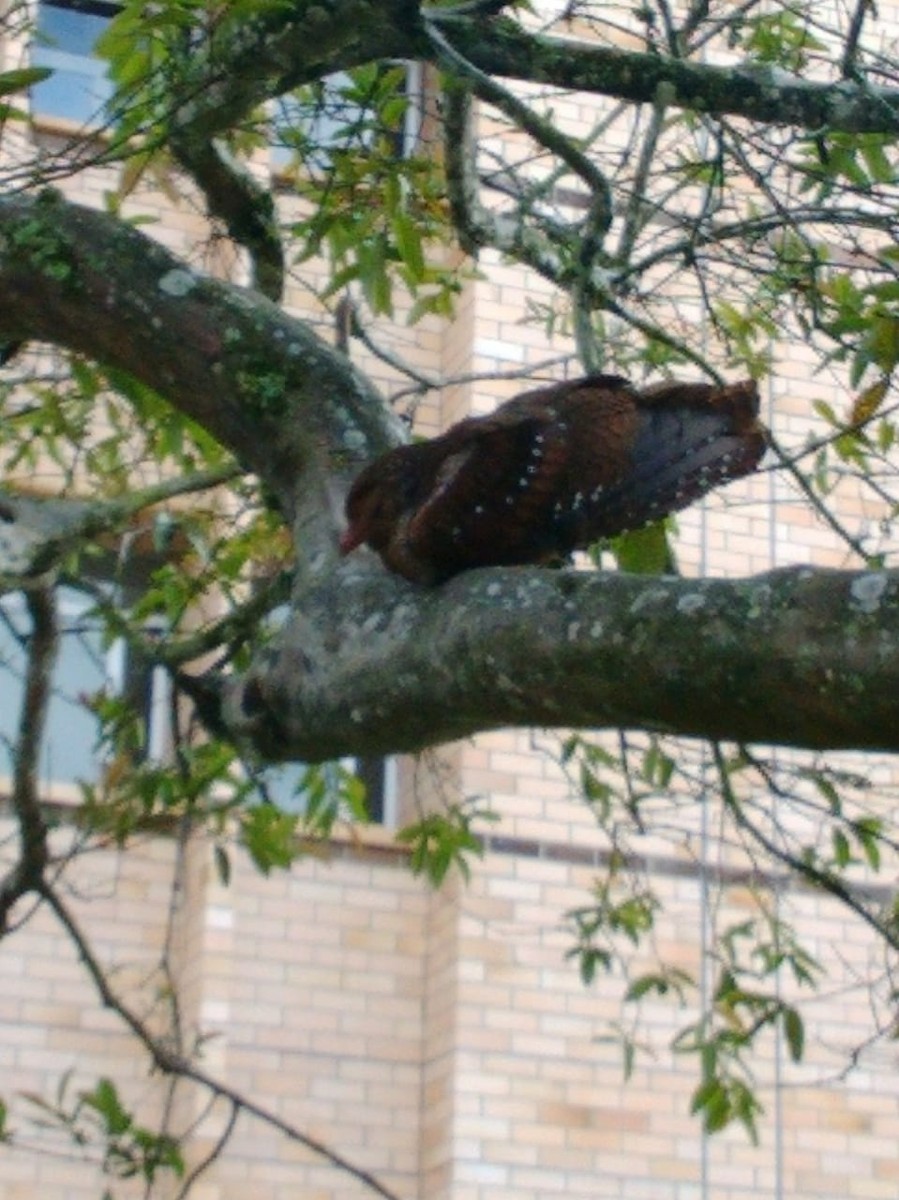 Oilbird - Juan Ochoa