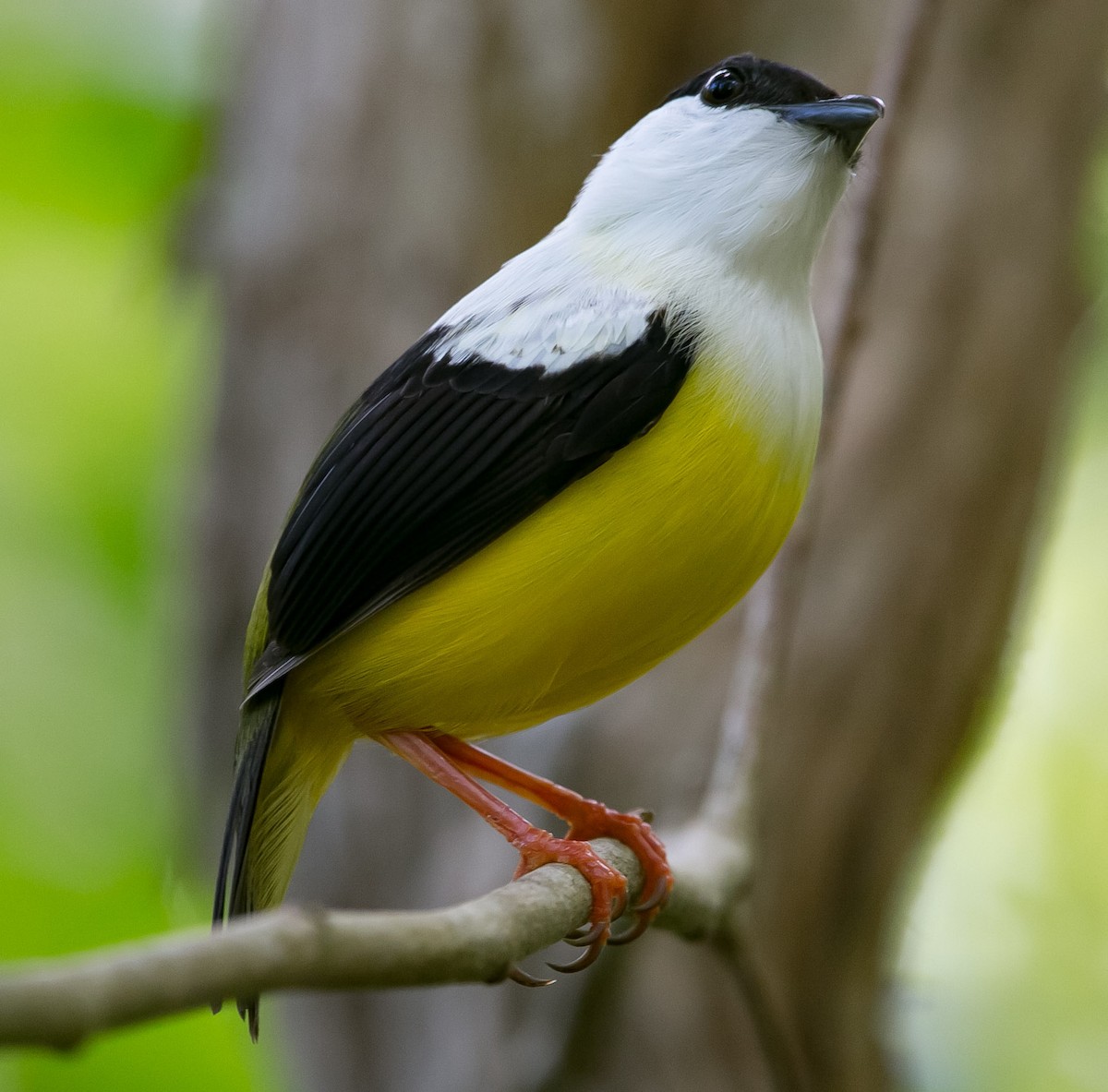 White-collared Manakin - Isaias Morataya