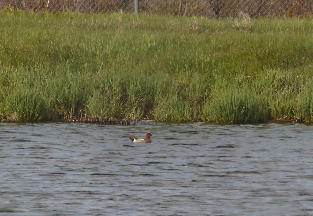 Eurasian Wigeon - ML161682751