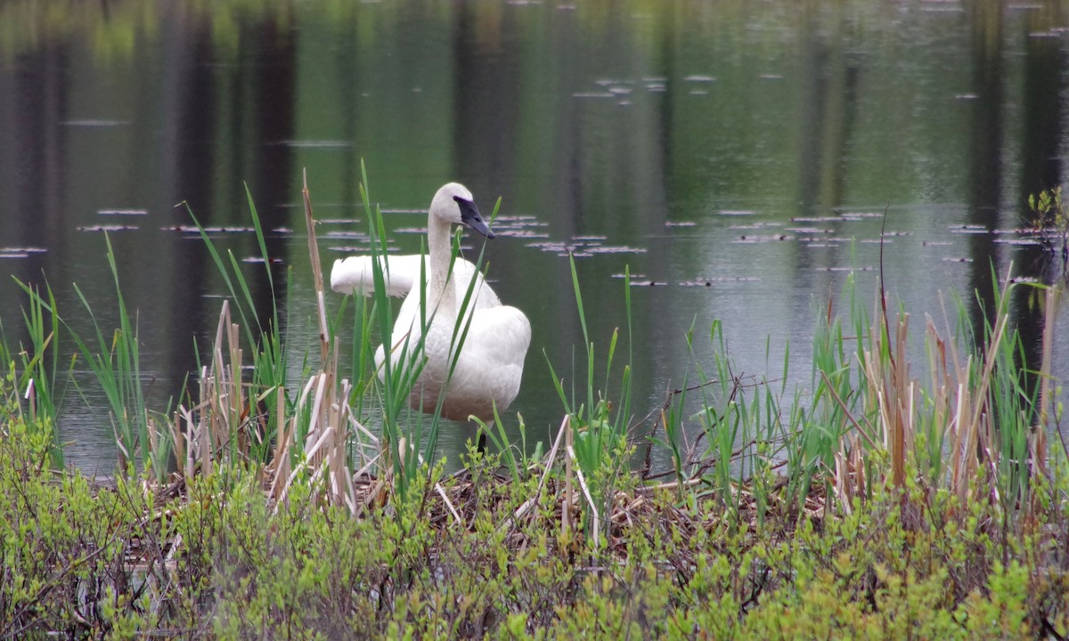 Trumpeter Swan - ML161682921