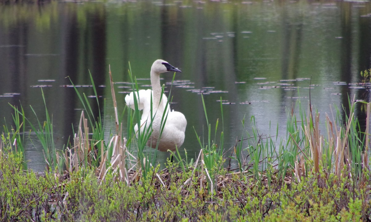 Trumpeter Swan - ML161682951