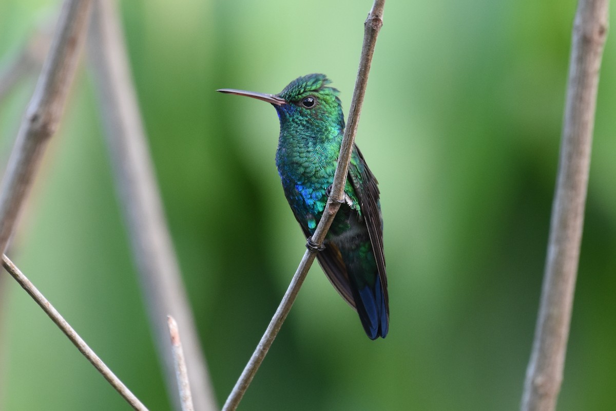 Blue-chinned Sapphire - Janet Rathjen