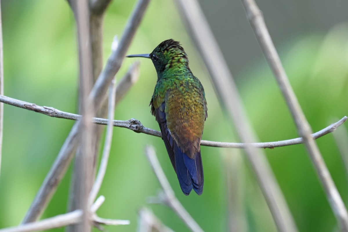 Copper-rumped Hummingbird - ML161684251